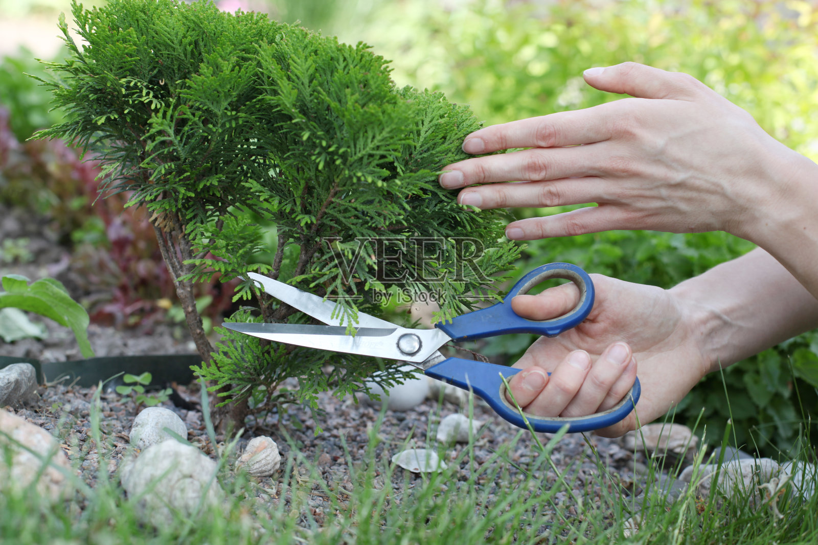 修剪灌木照片摄影图片
