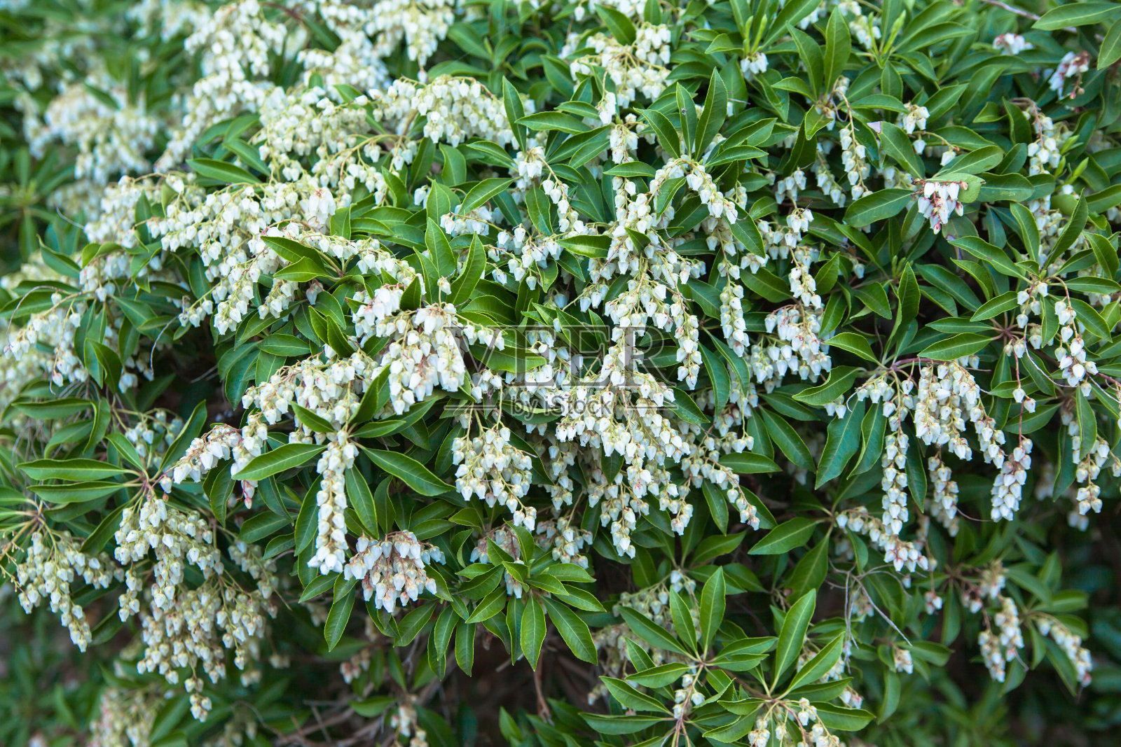 白色Mantenboshi花照片摄影图片