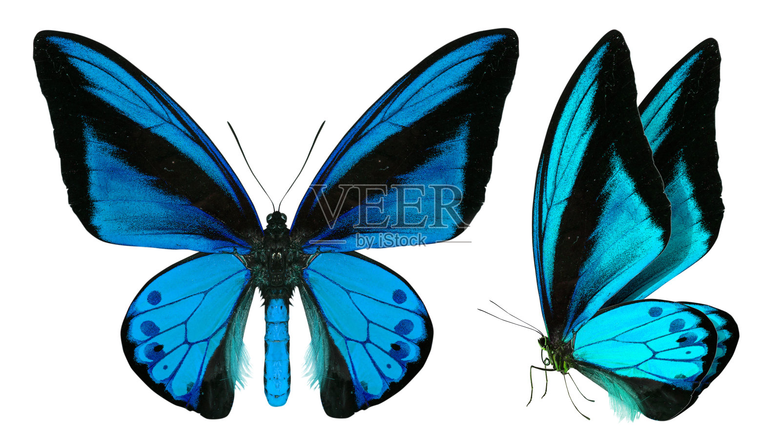 美丽的蝴蝶孤立在白色照片摄影图片