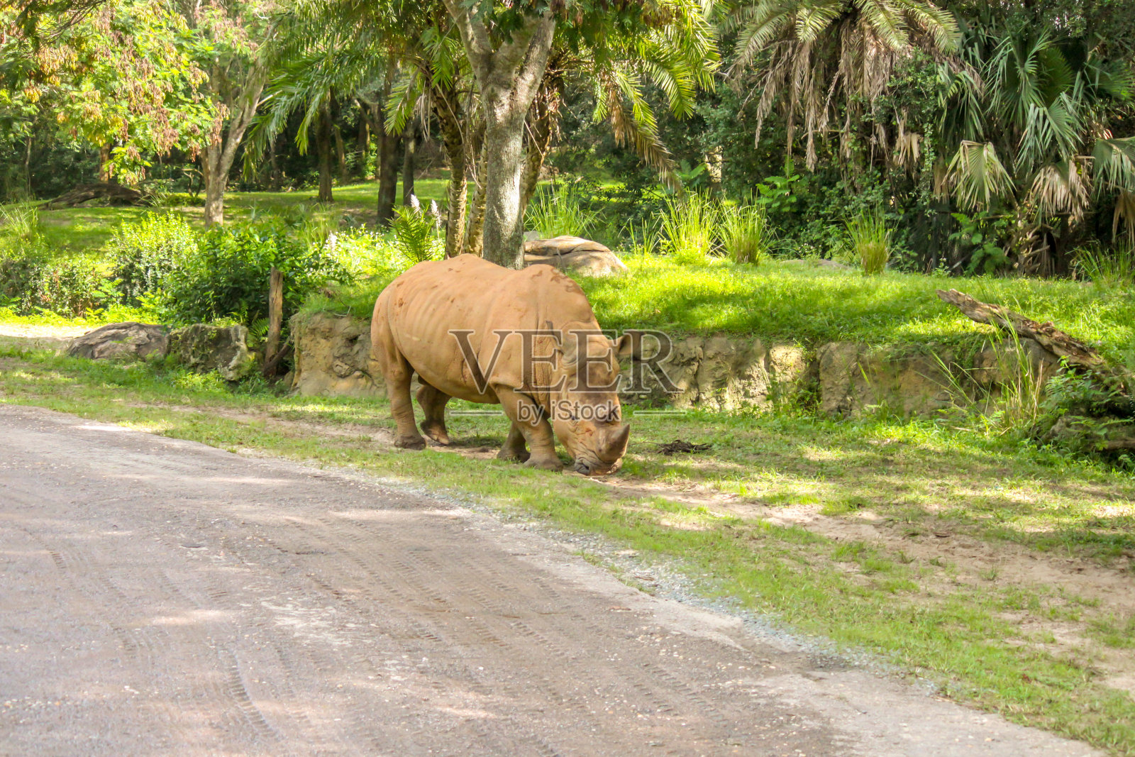 白犀牛独自进食照片摄影图片