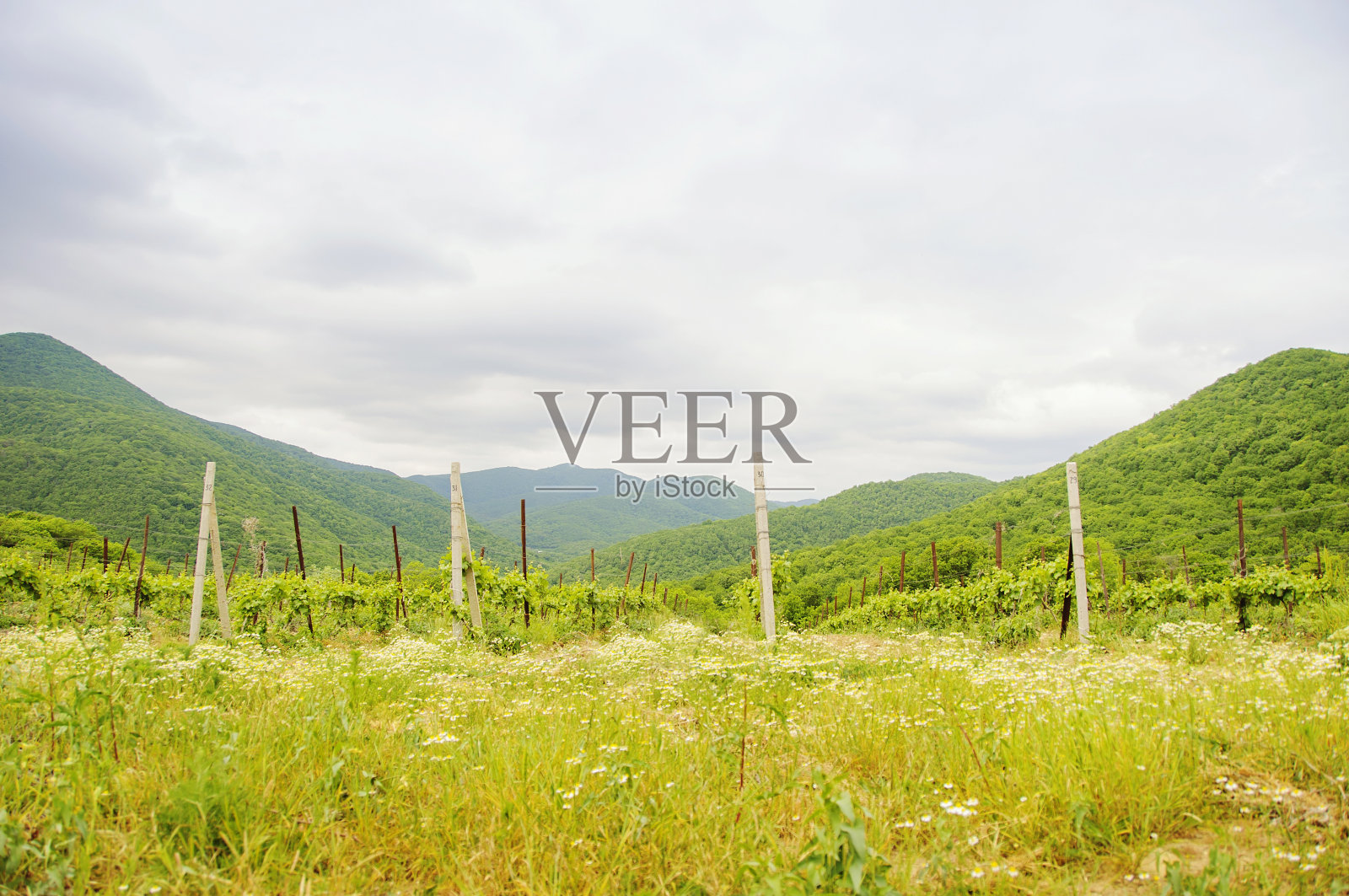 绿色葡萄园的景色照片摄影图片