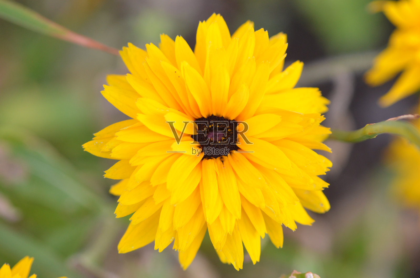 花照片摄影图片