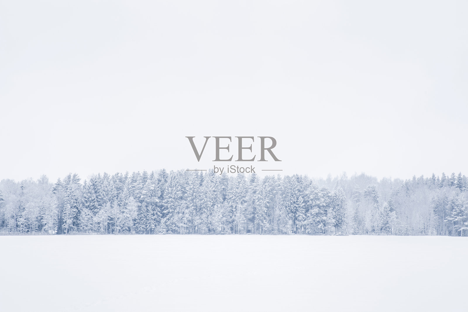 暴风雪过后的美好冬日。树枝被雪覆盖着。照片摄影图片