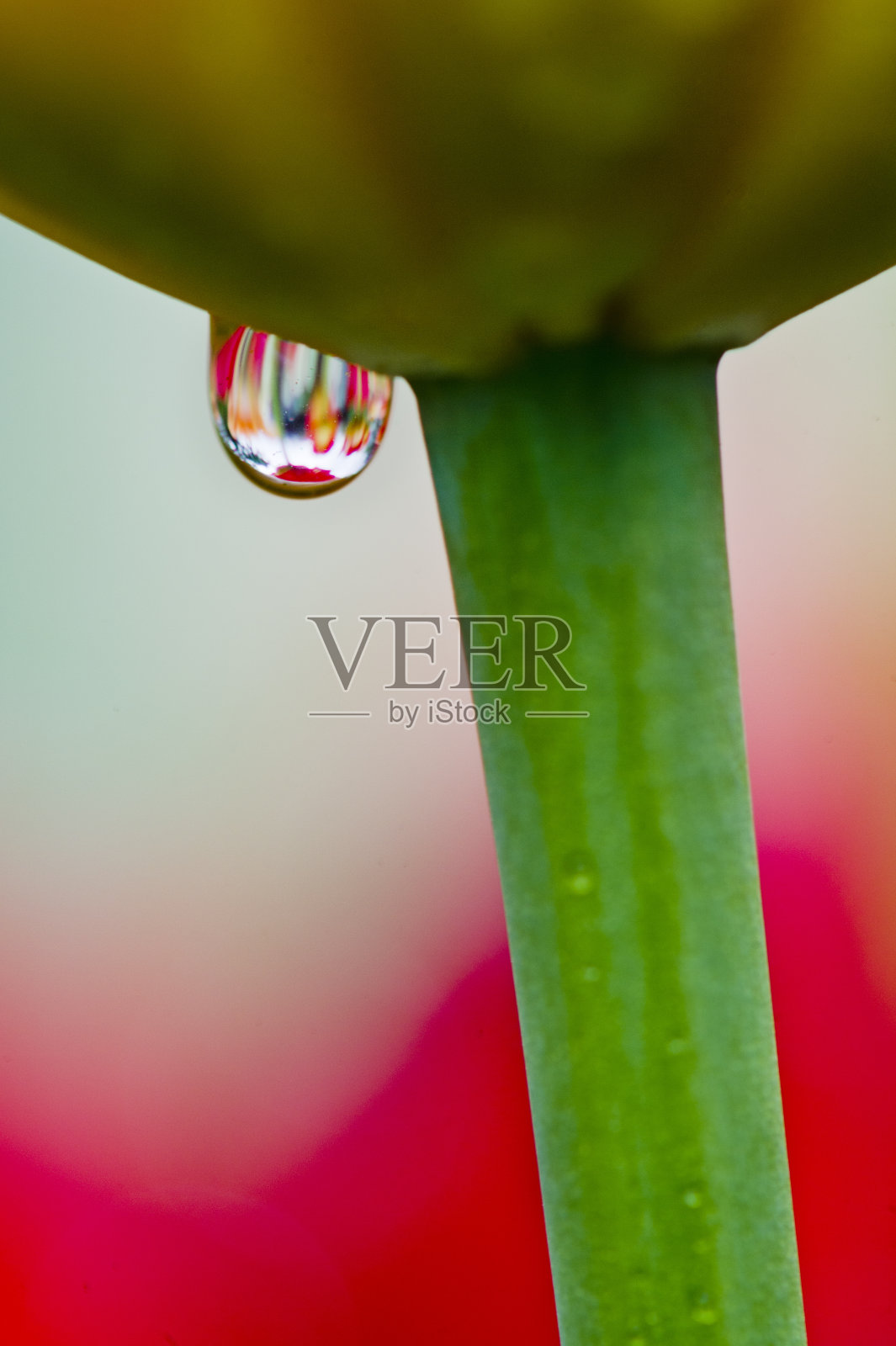 上的露珠,郁金香照片摄影图片