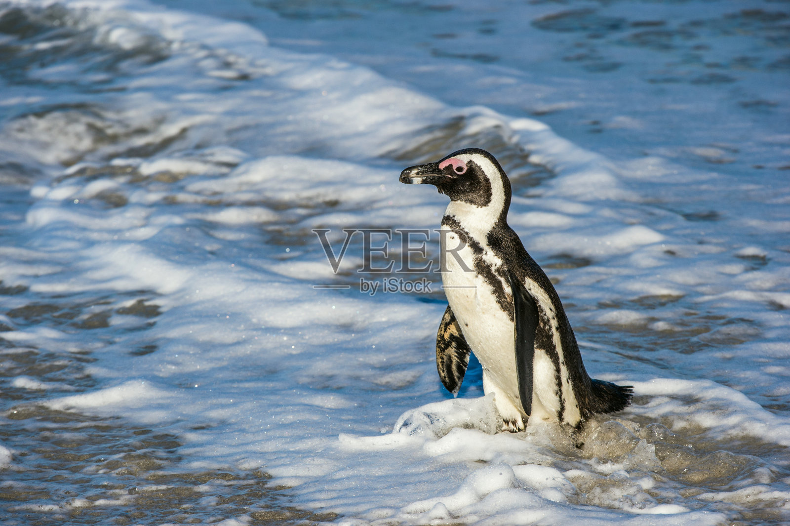 非洲企鹅照片摄影图片