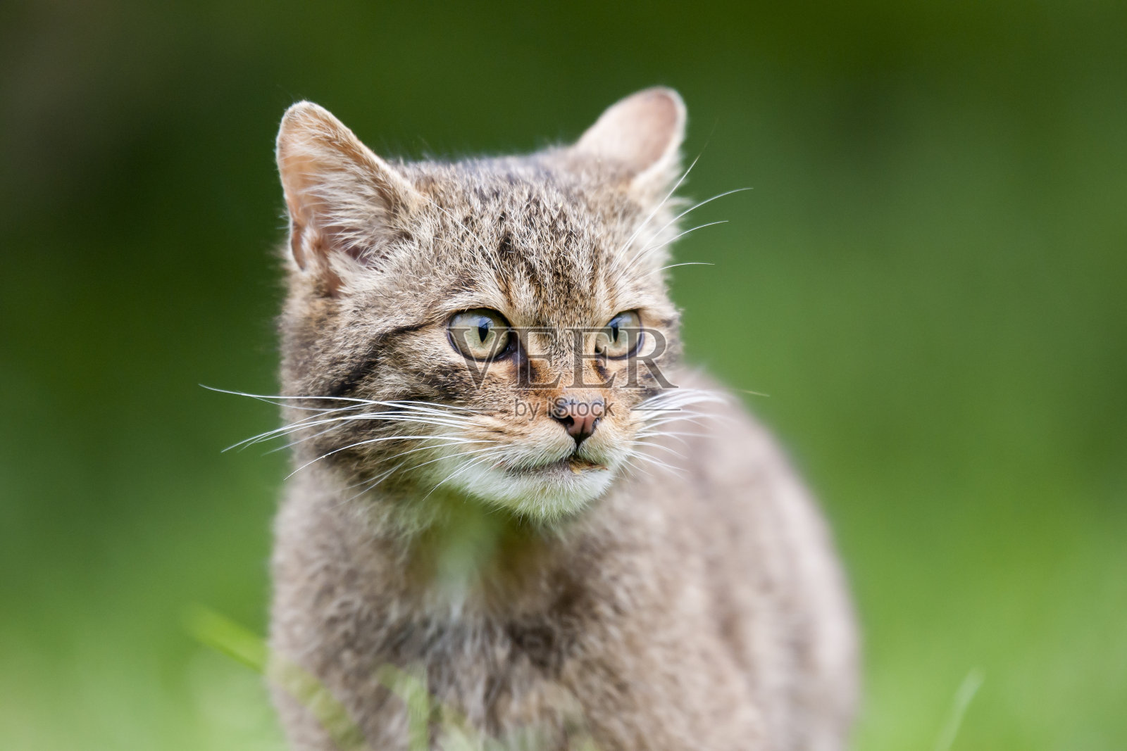苏格兰野猫照片摄影图片
