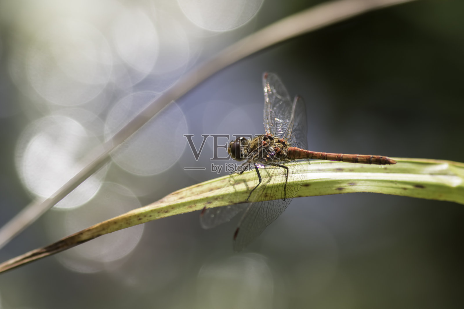 蜻蜓反射光照片摄影图片
