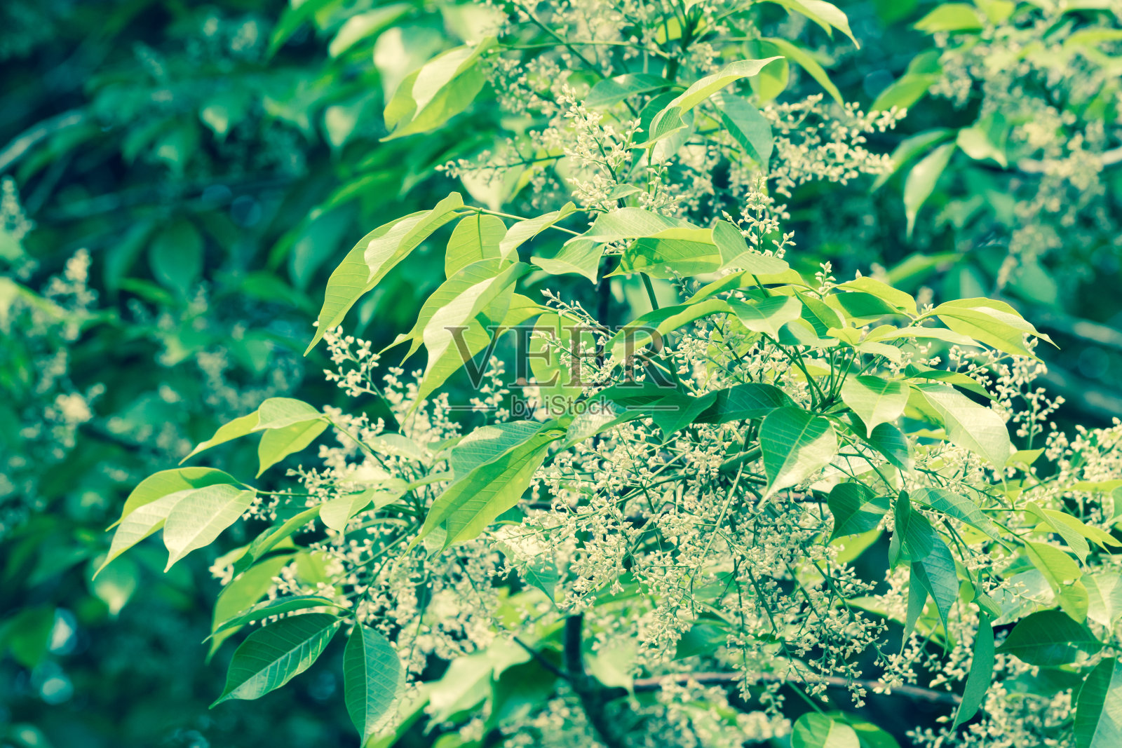 橡胶树的花和叶照片摄影图片