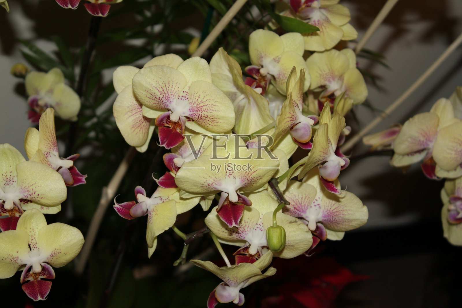 兰花照片摄影图片