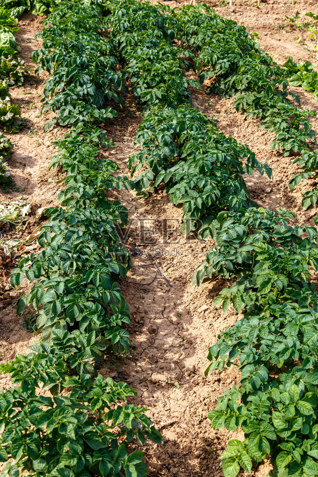 马铃薯农园照片摄影图片