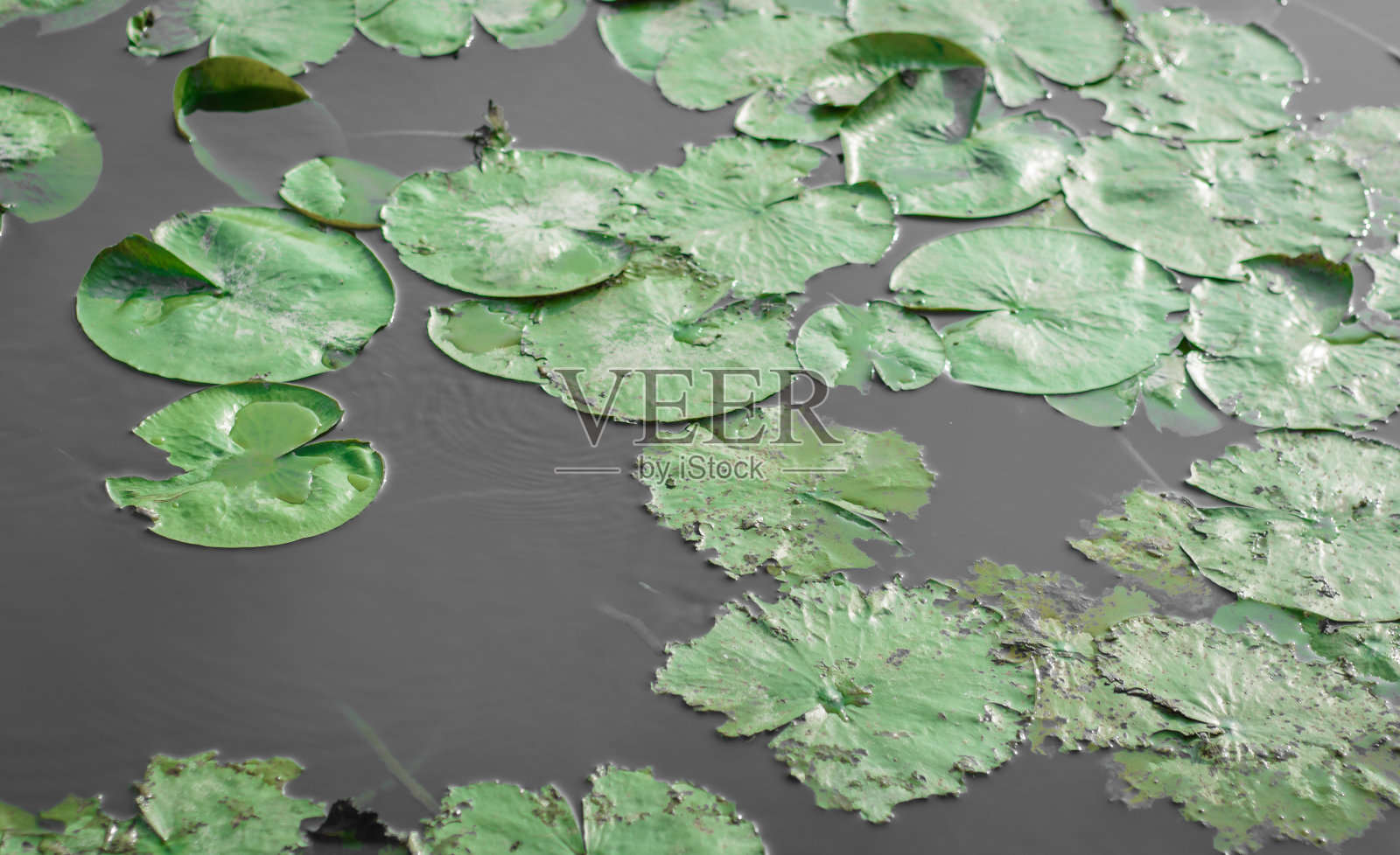 荷叶碧水照片摄影图片