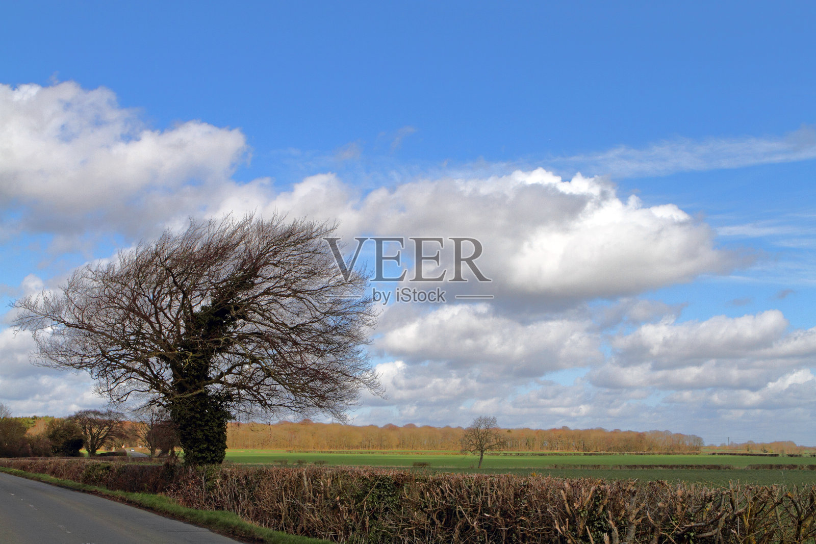 英国乡村的一棵光秃秃的树照片摄影图片