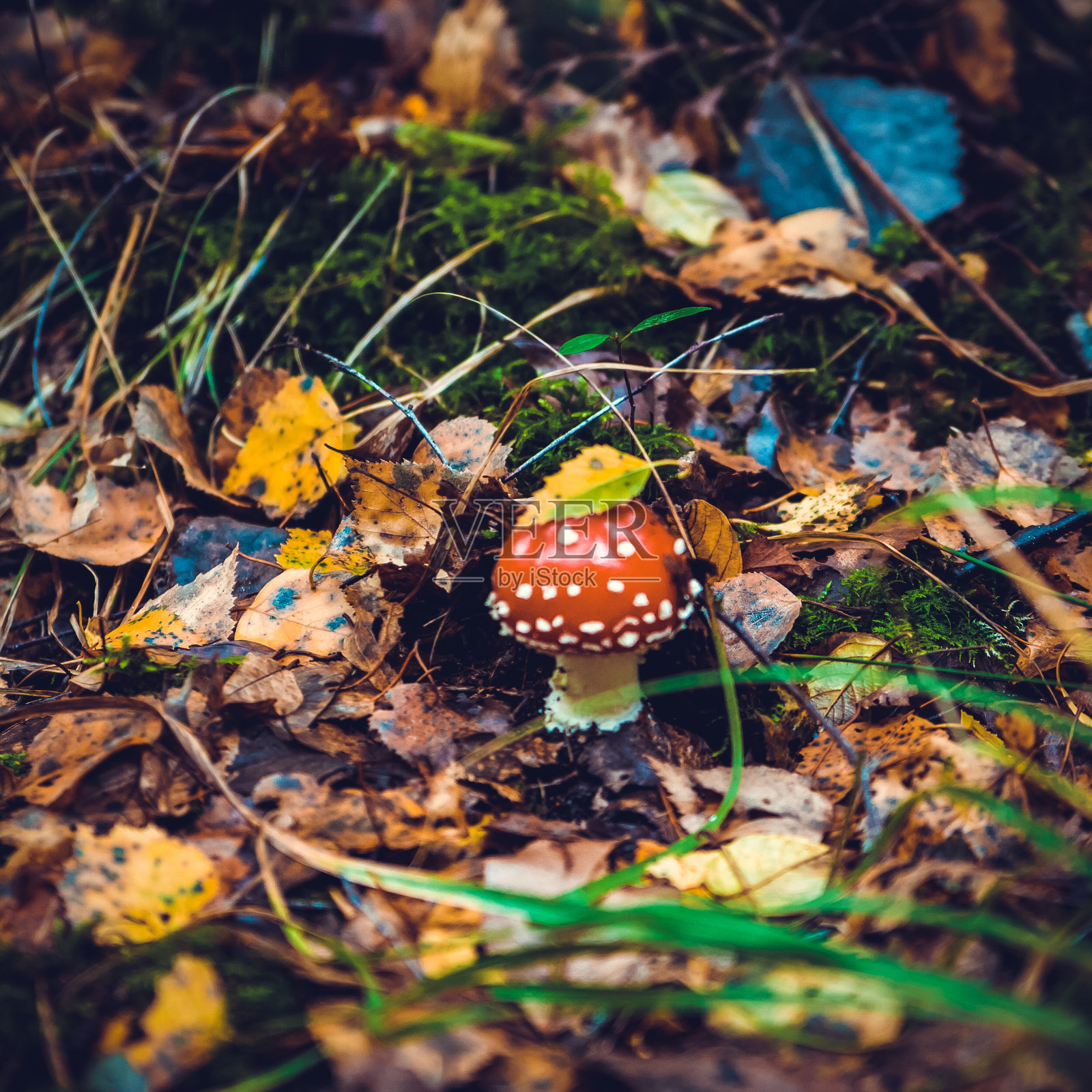 安妮塔麝香。照片摄影图片