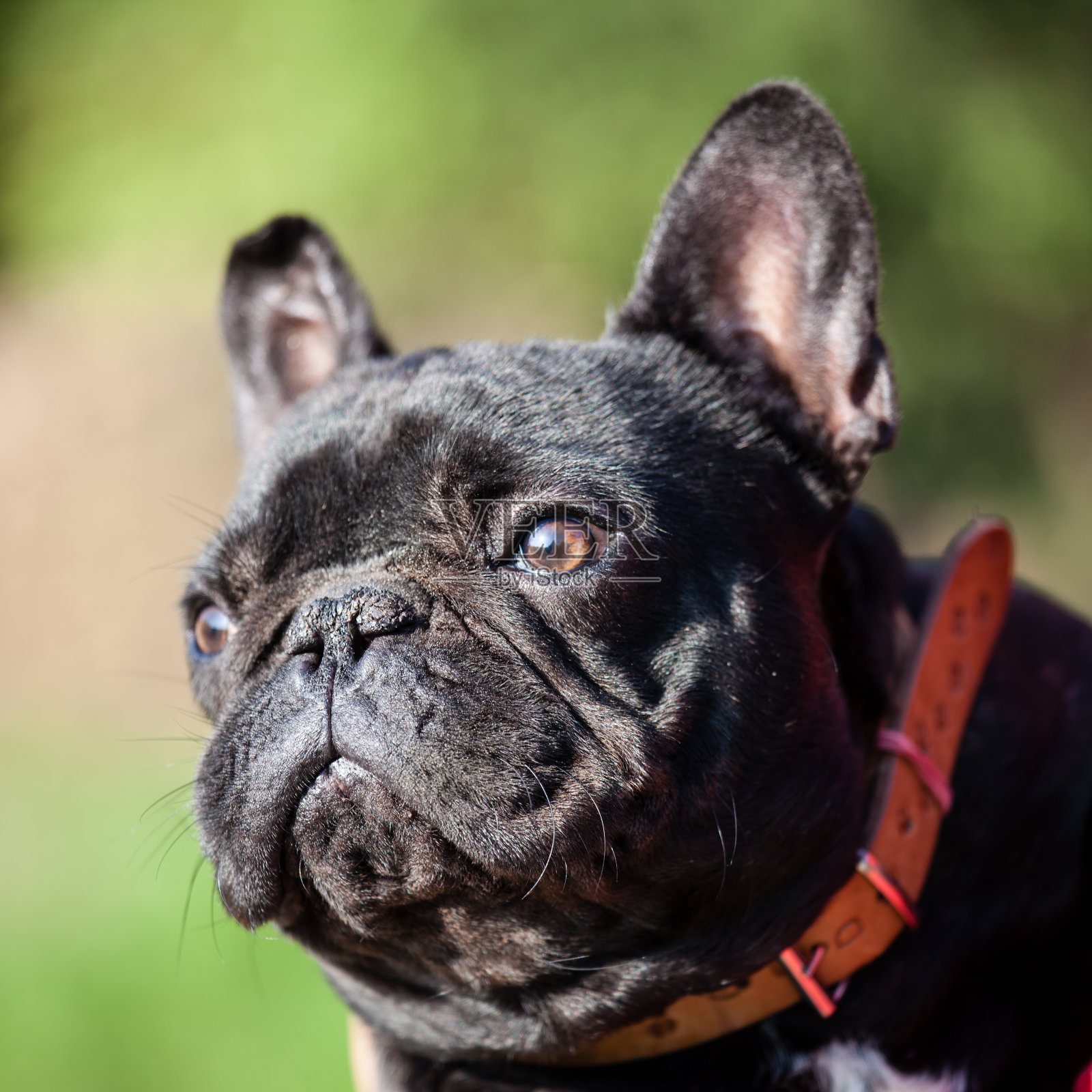 法国斗牛犬照片摄影图片