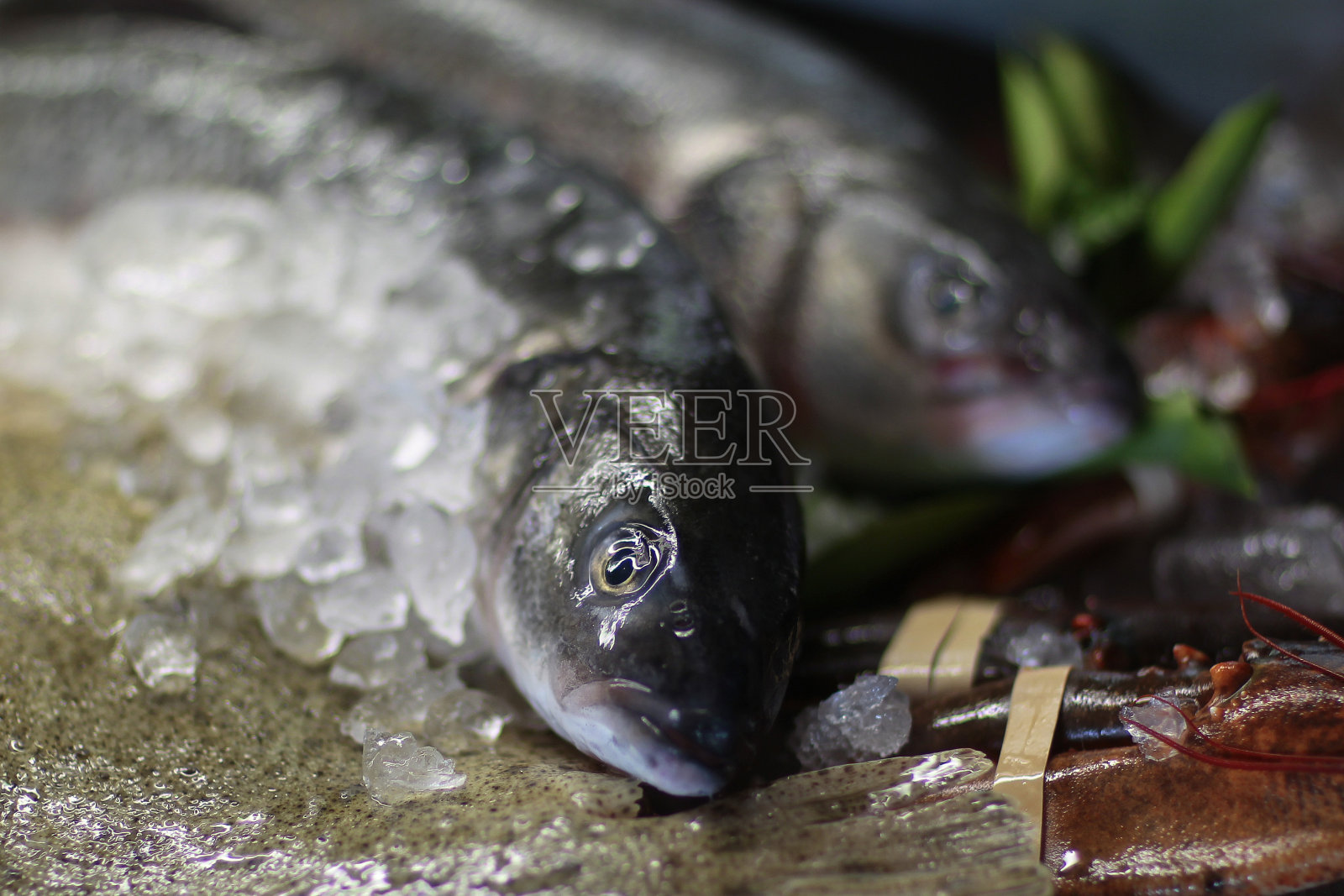 冰上的黑鱼照片摄影图片