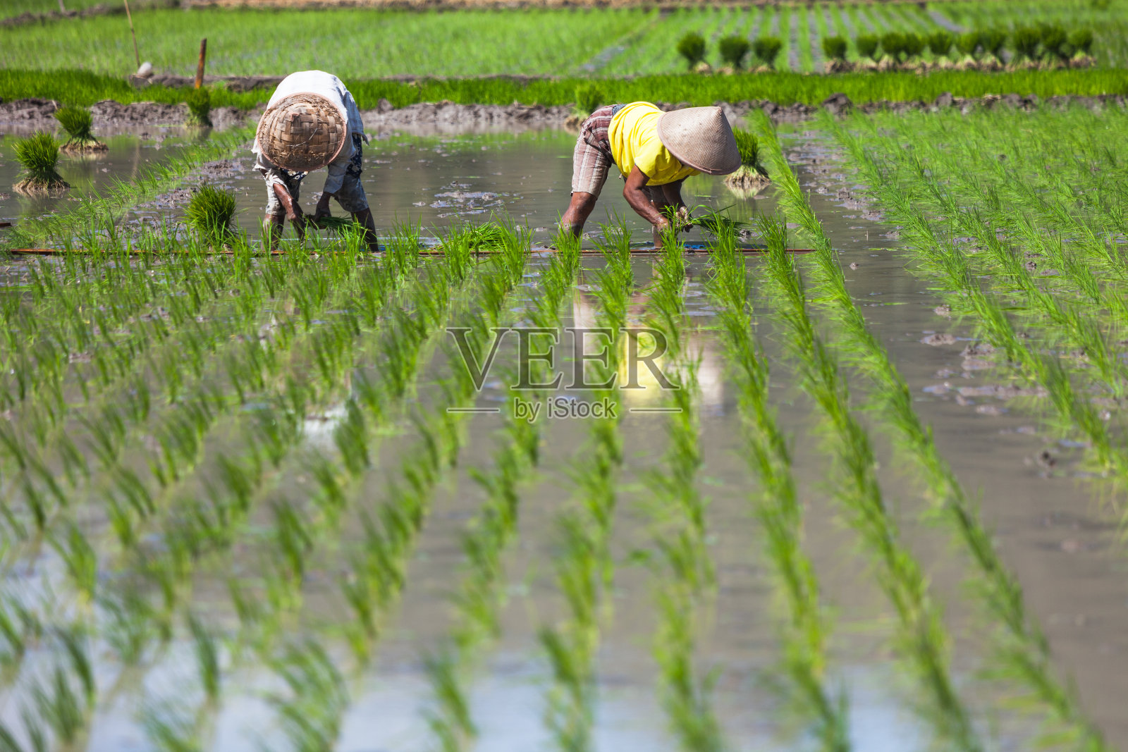 亚洲农民种植水稻照片摄影图片