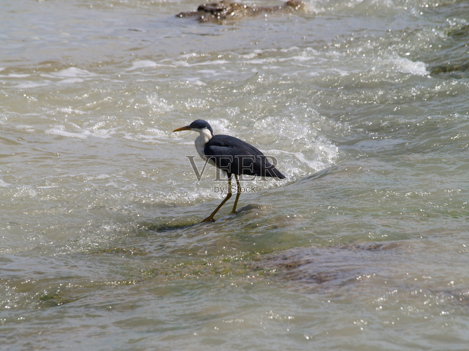 鳄鱼和正在觅食的鸟照片摄影图片