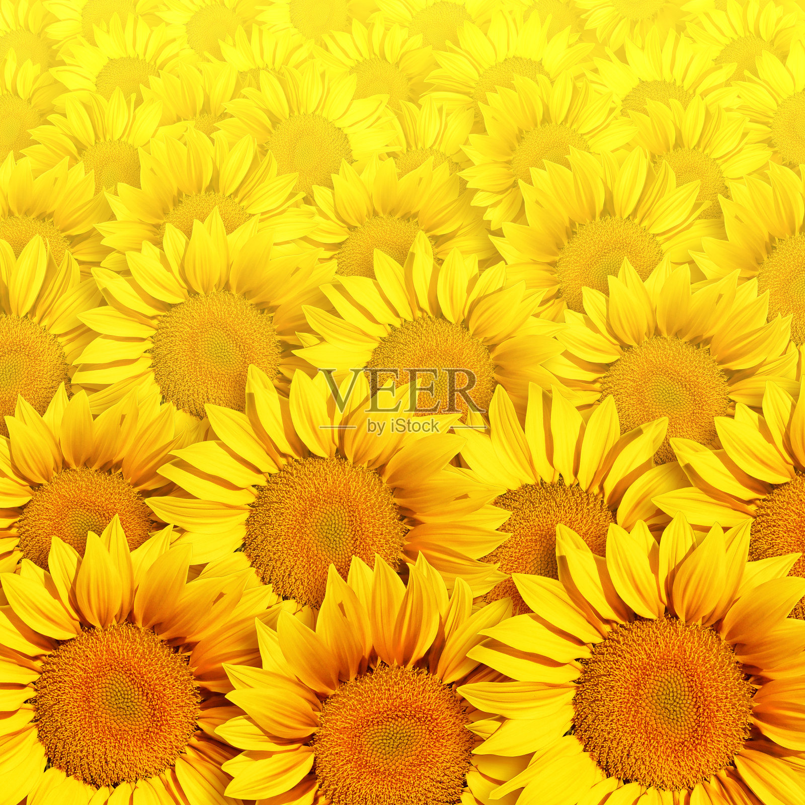 向日葵照片摄影图片