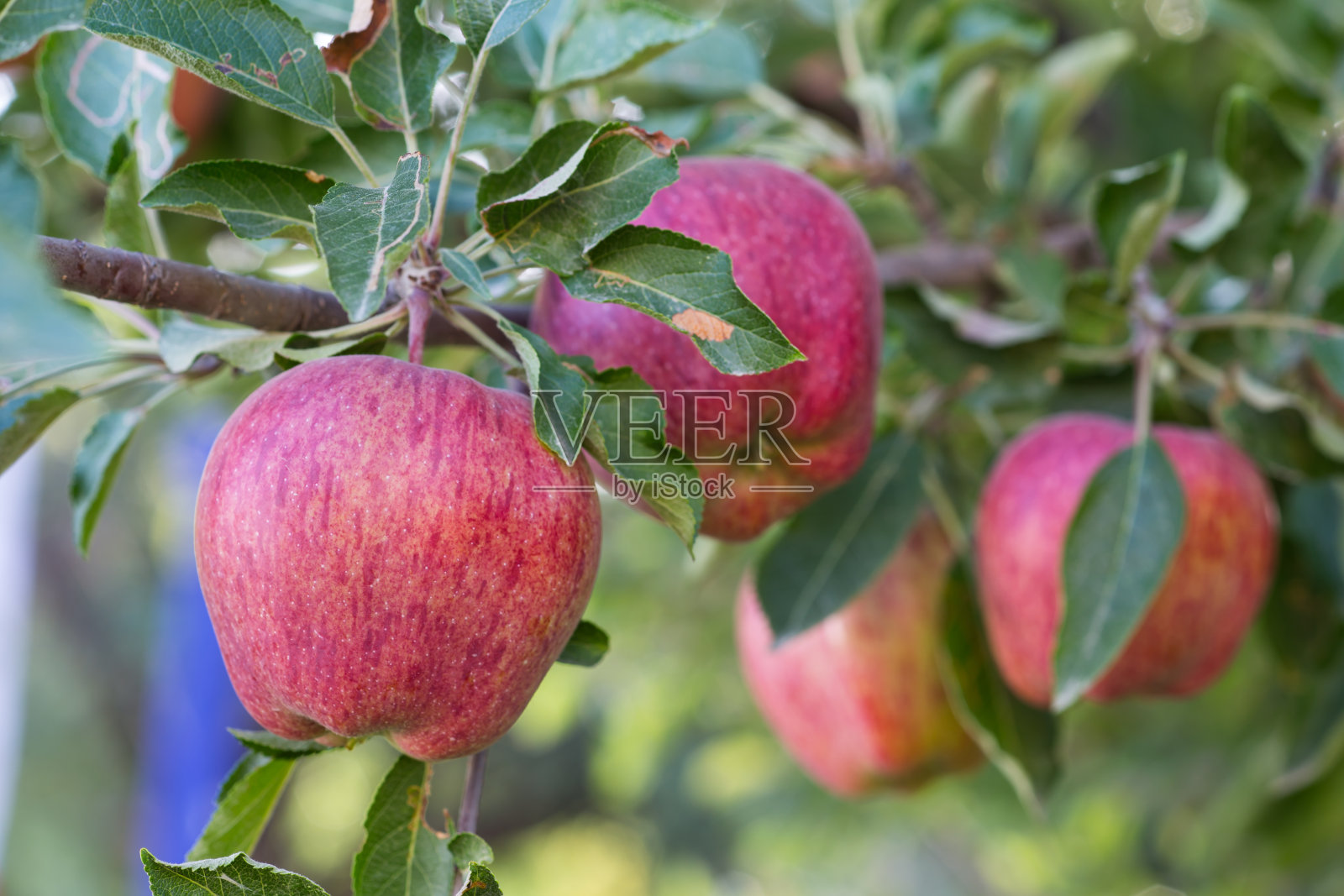 夏天,果园里挂满苹果的苹果树照片摄影图片