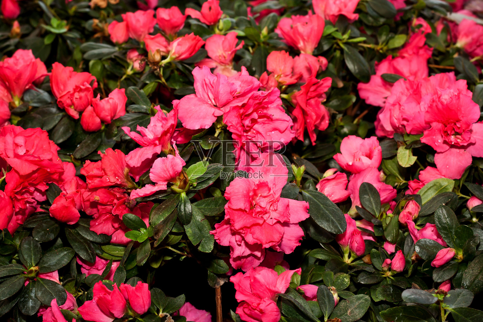 美丽的花园背景照片摄影图片