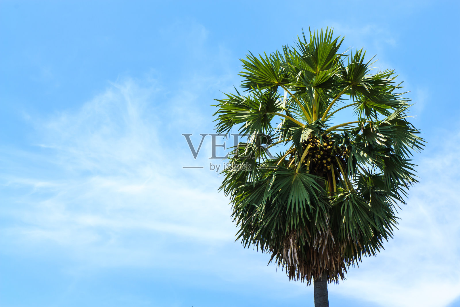 Plam意义照片摄影图片