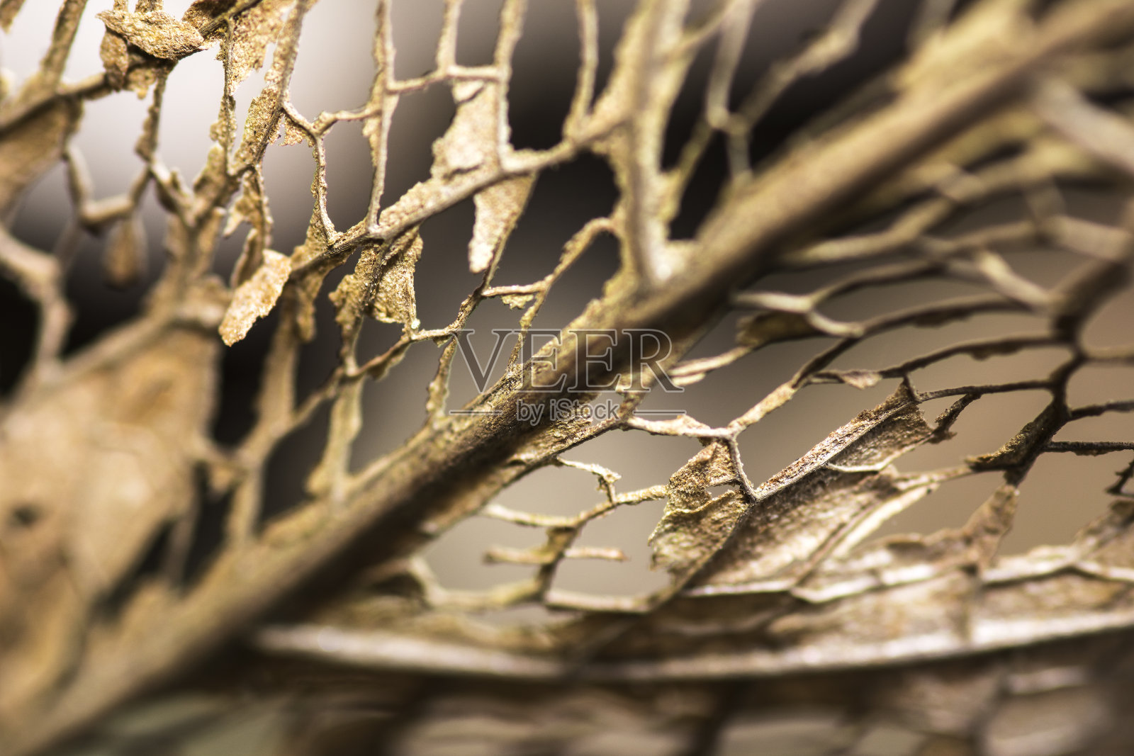 老叶子照片摄影图片