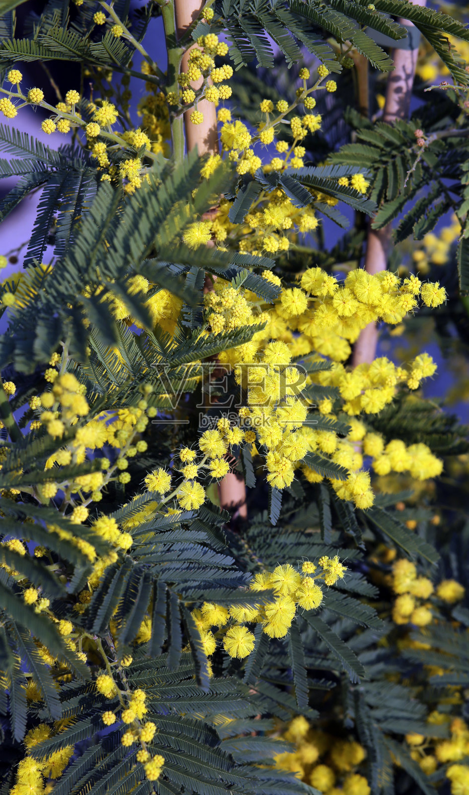 含羞草花枝在三月照片摄影图片