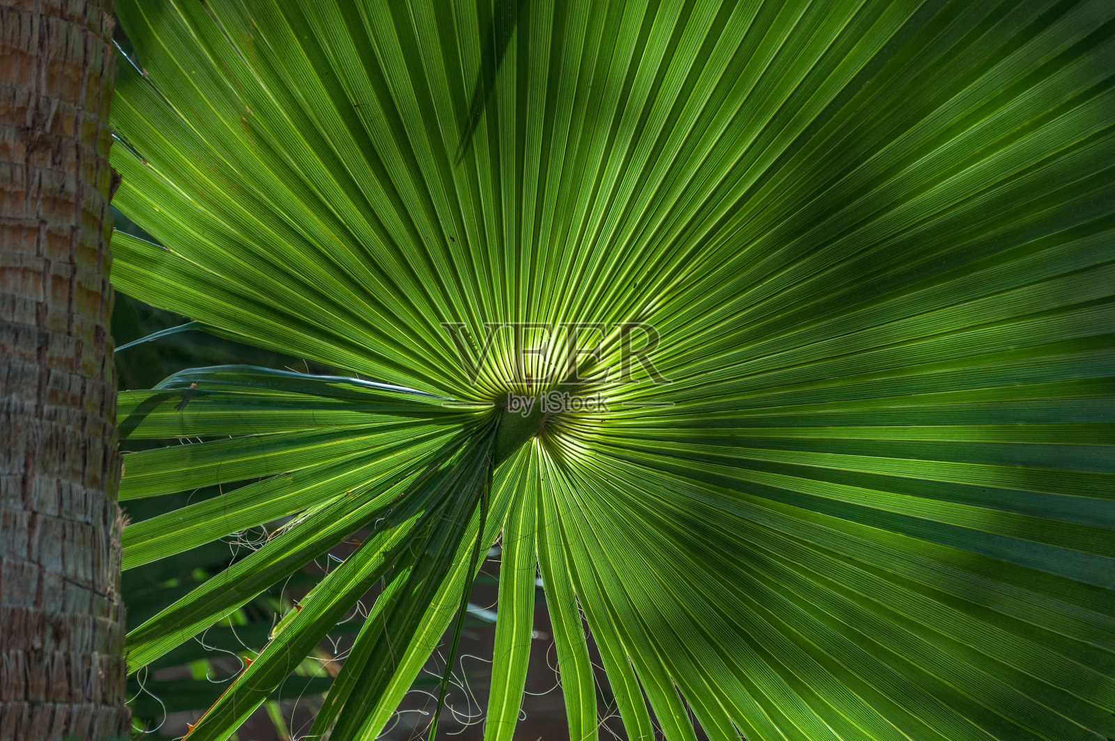 近距离拍摄的棕榈树照片摄影图片