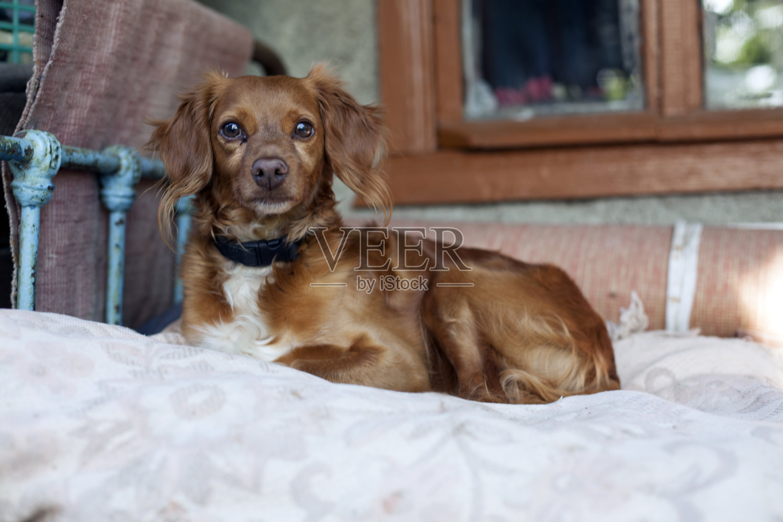 狗照片摄影图片