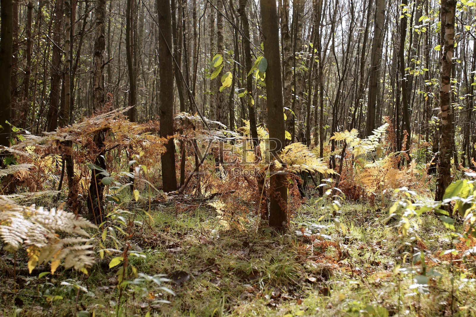 森林照片摄影图片