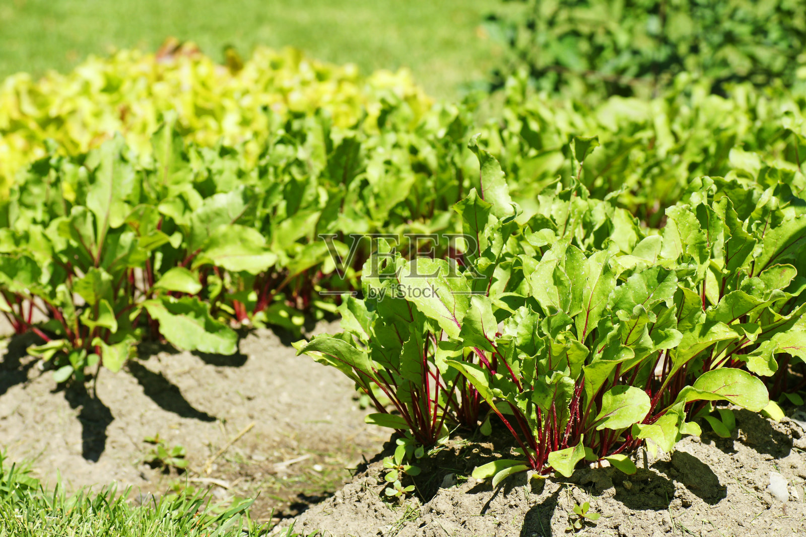 菜园萝卜照片摄影图片