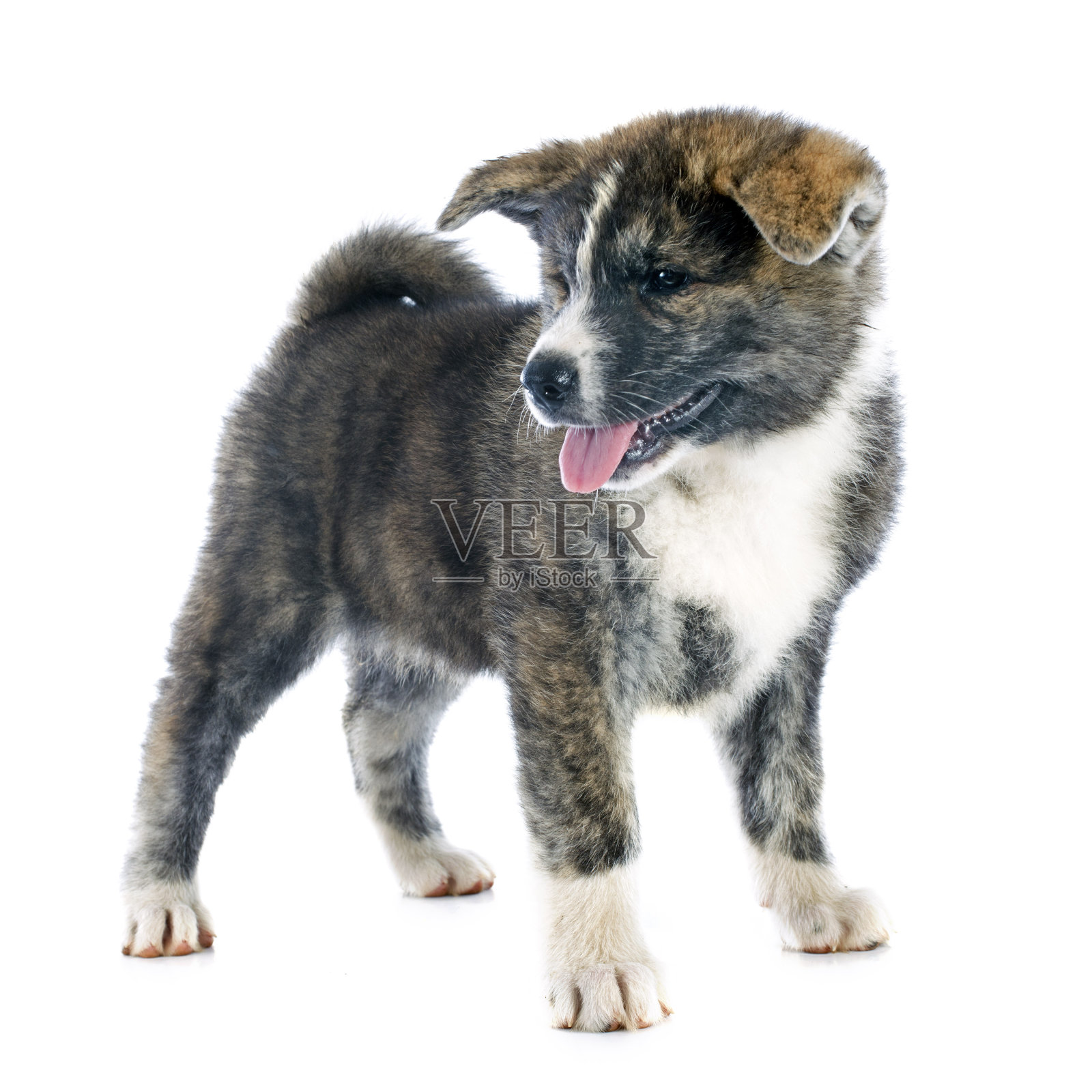 小狗秋田犬照片摄影图片