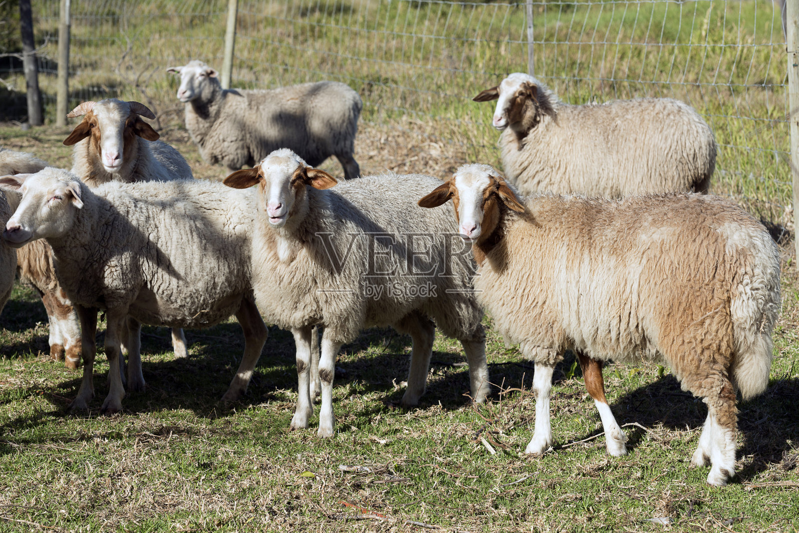 绵羊看相机照片摄影图片