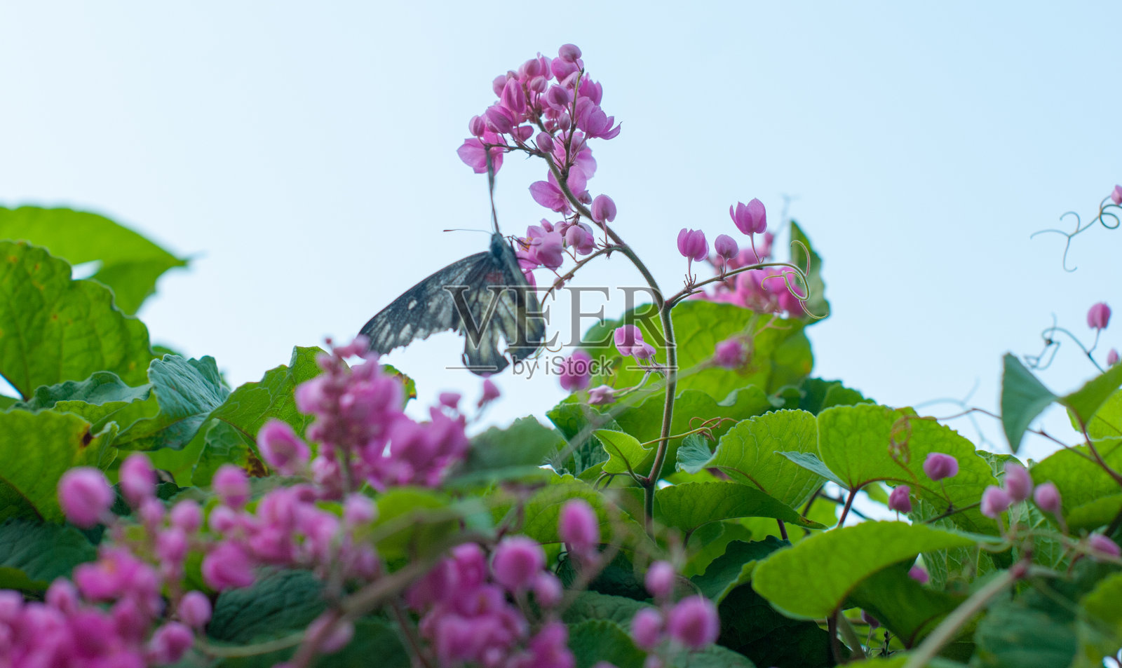 花园里的蝴蝶照片摄影图片