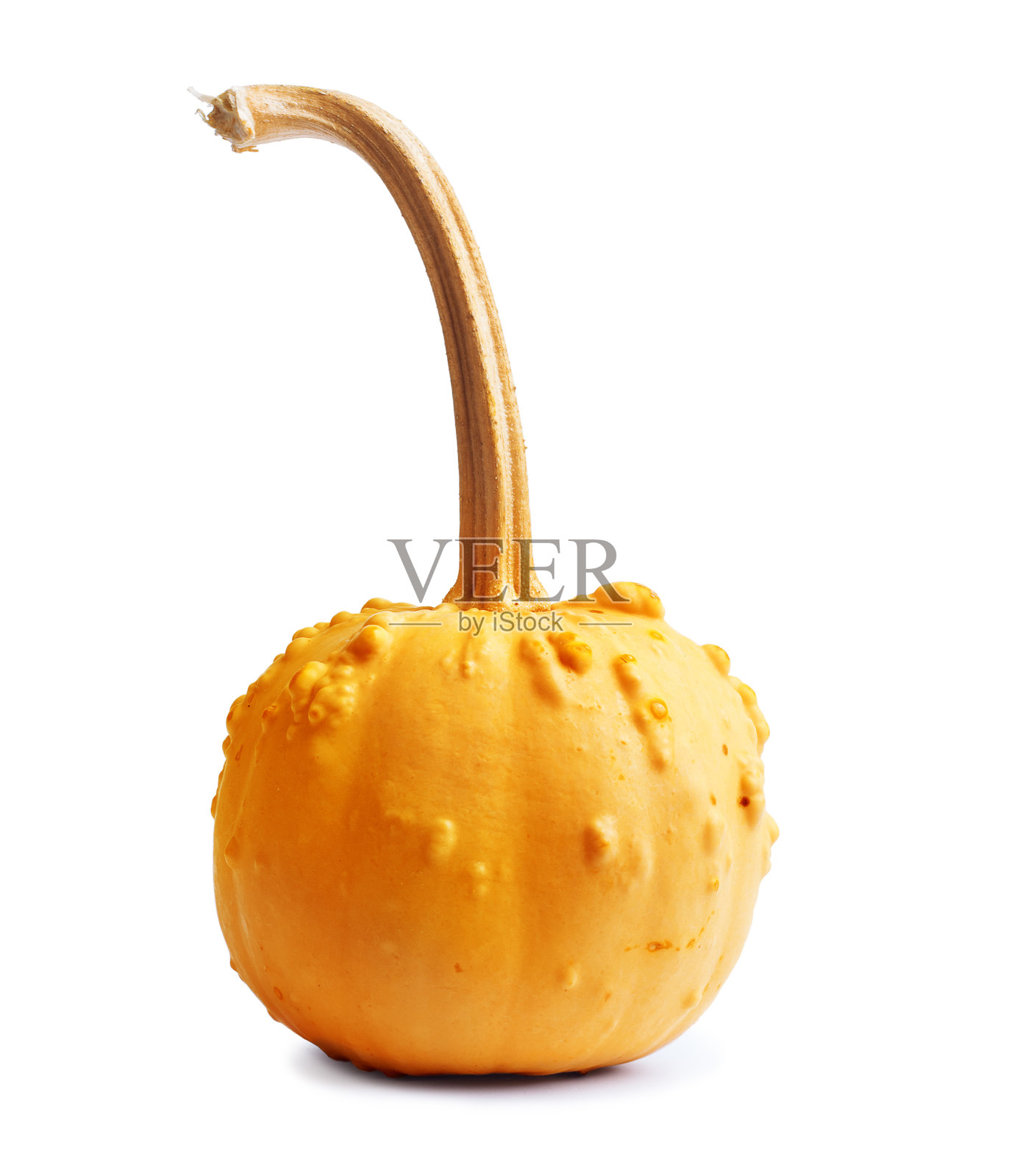白色孤立背景上的黄色大南瓜照片摄影图片