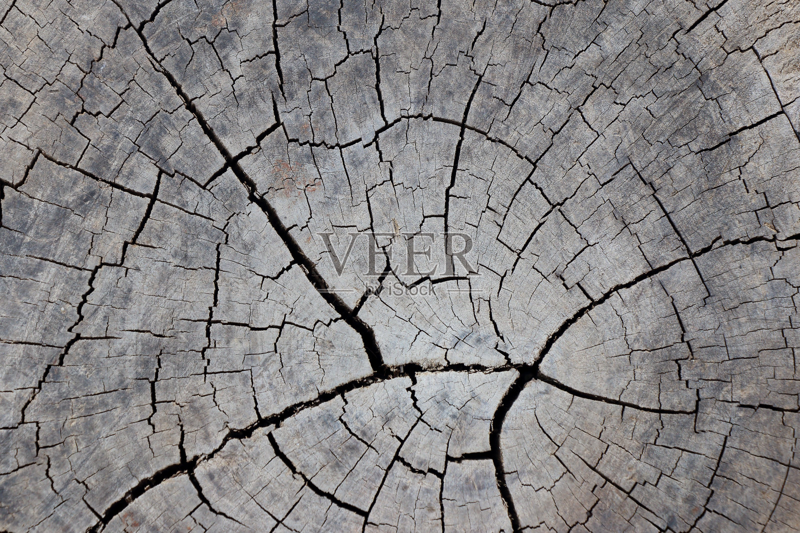 老木材纹理的砍树干,特写照片摄影图片