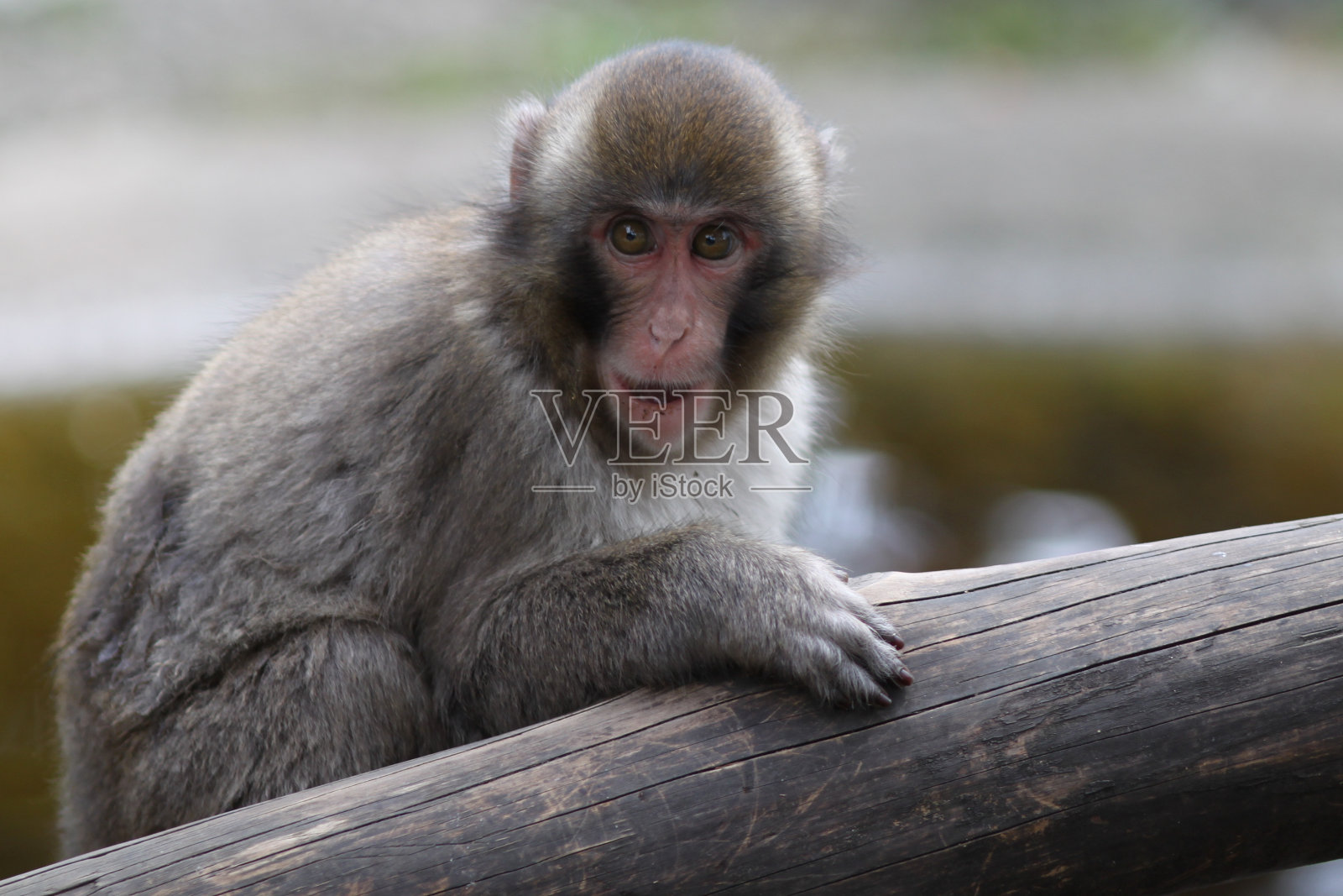 短尾猿照片摄影图片