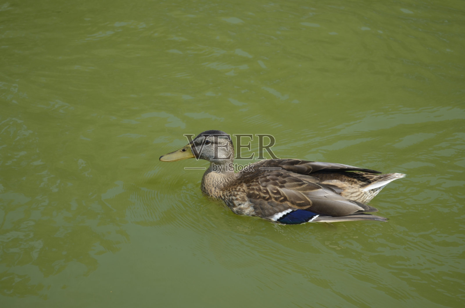 鸭照片摄影图片