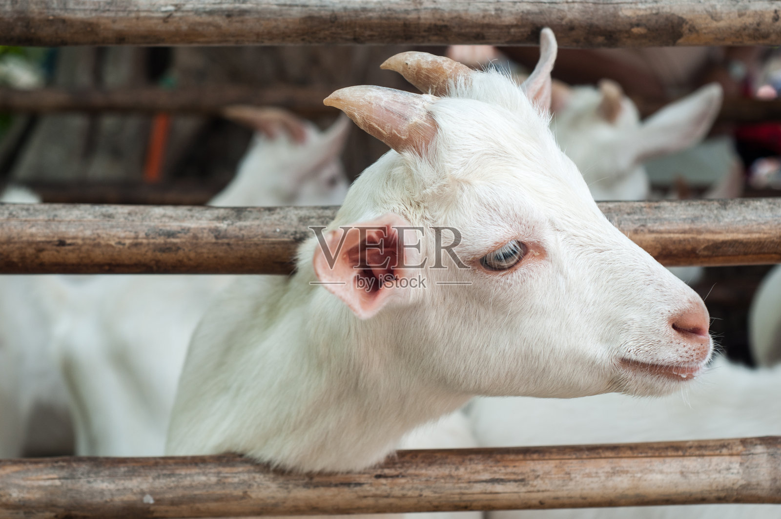 山羊照片摄影图片