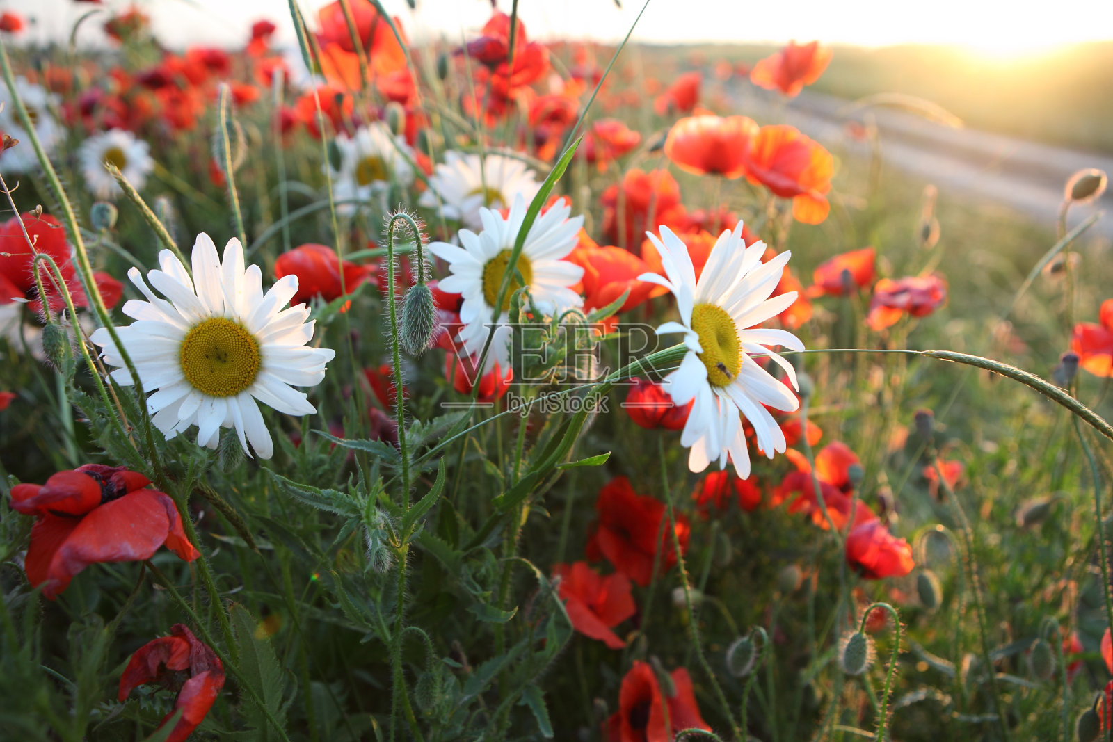 田野里的罂粟花照片摄影图片