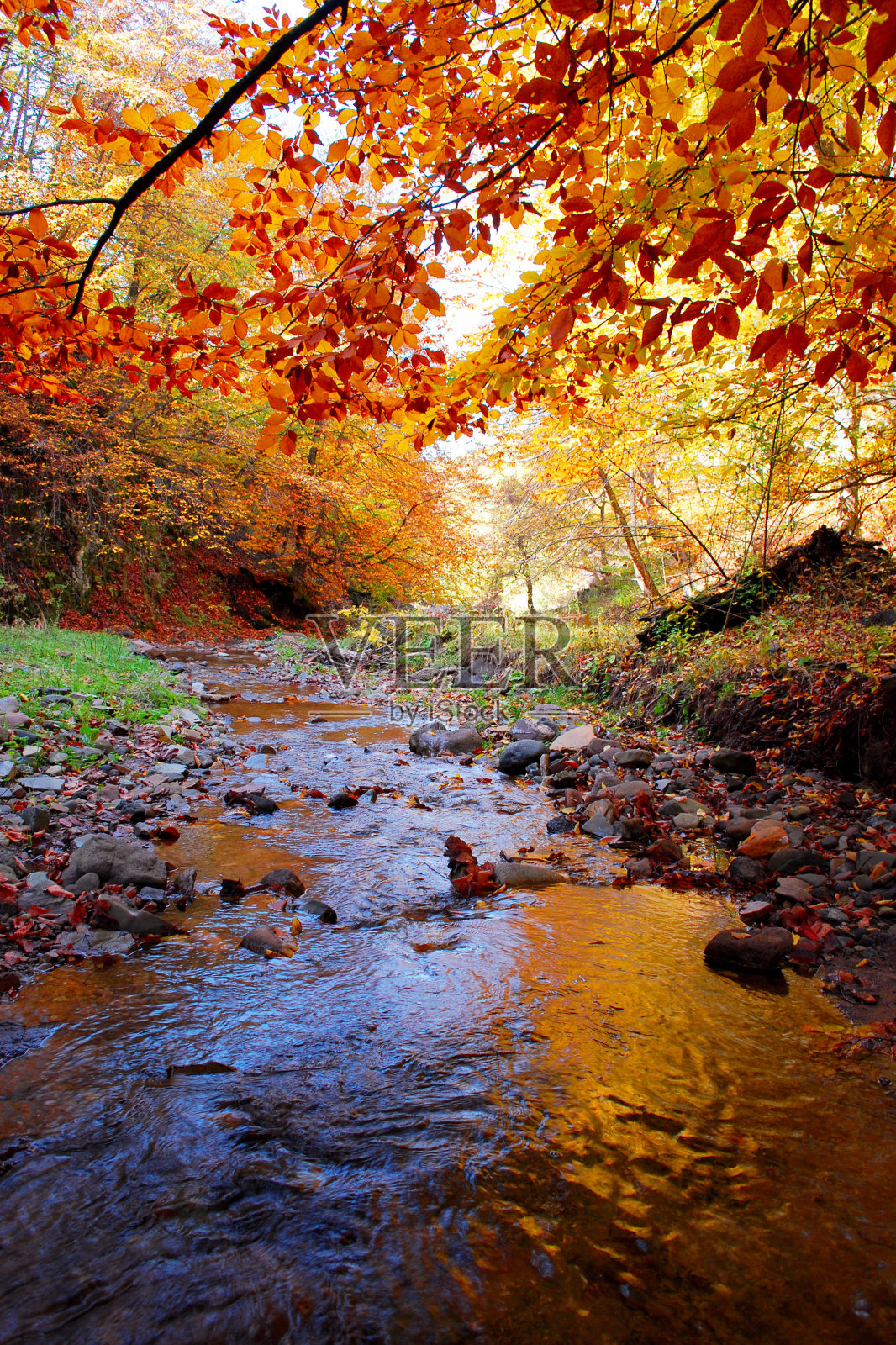 森林里美丽的秋天照片摄影图片