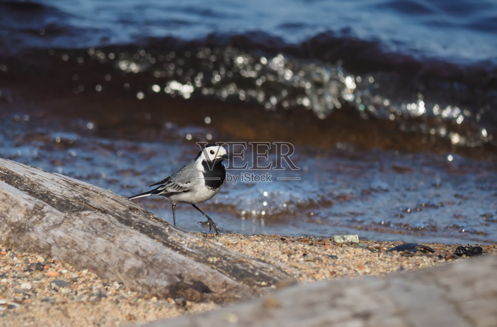 湖上的尾巴照片摄影图片