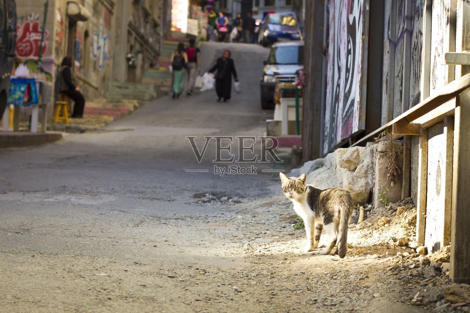 伊斯坦布尔的猫照片摄影图片