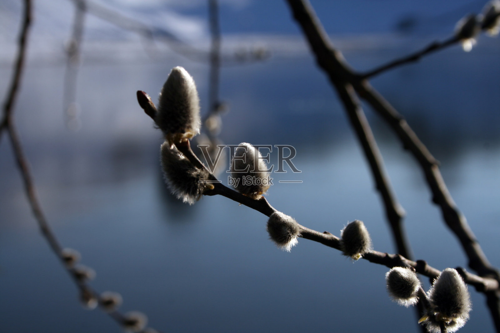 柔荑花序蓝色照片摄影图片
