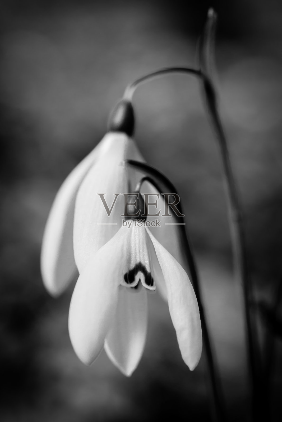 雪花莲照片摄影图片