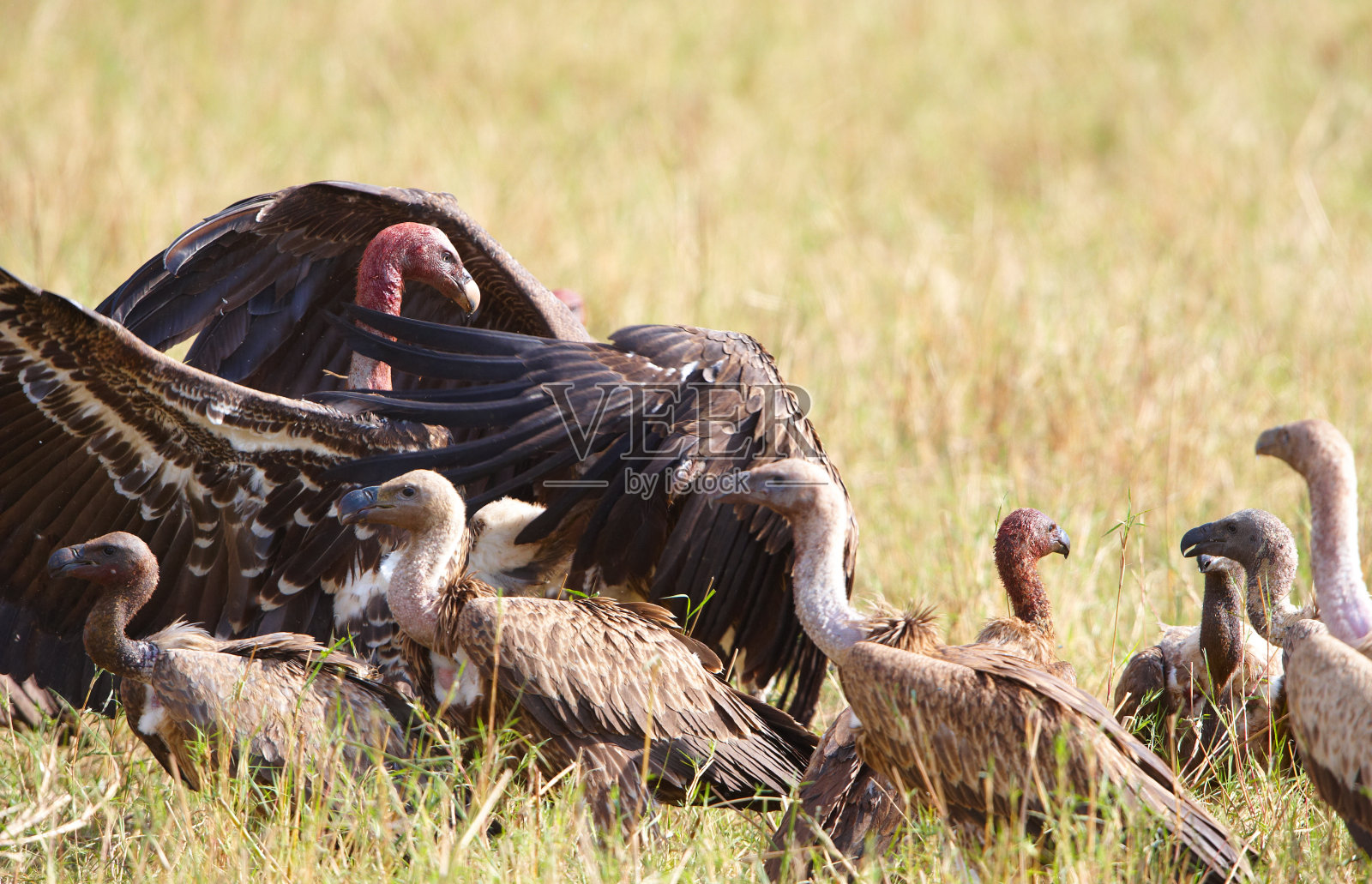 鹰头狮角或秃鹰照片摄影图片