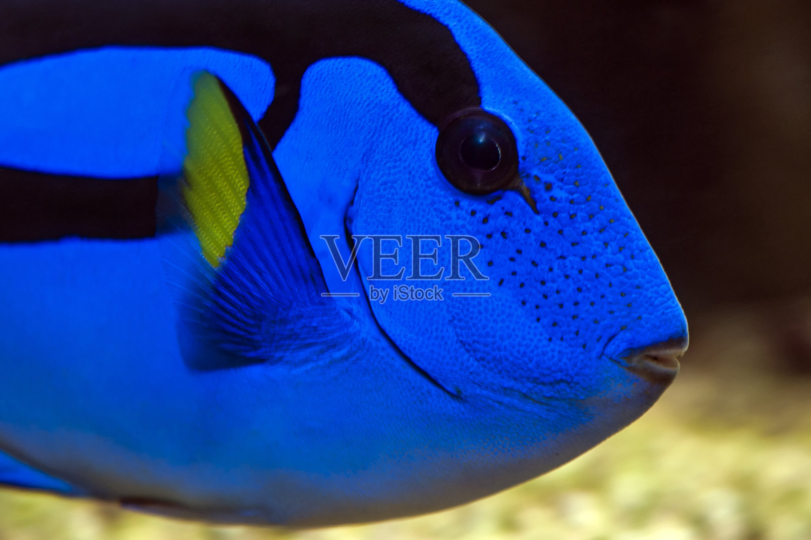 蓝吊鱼照片摄影图片