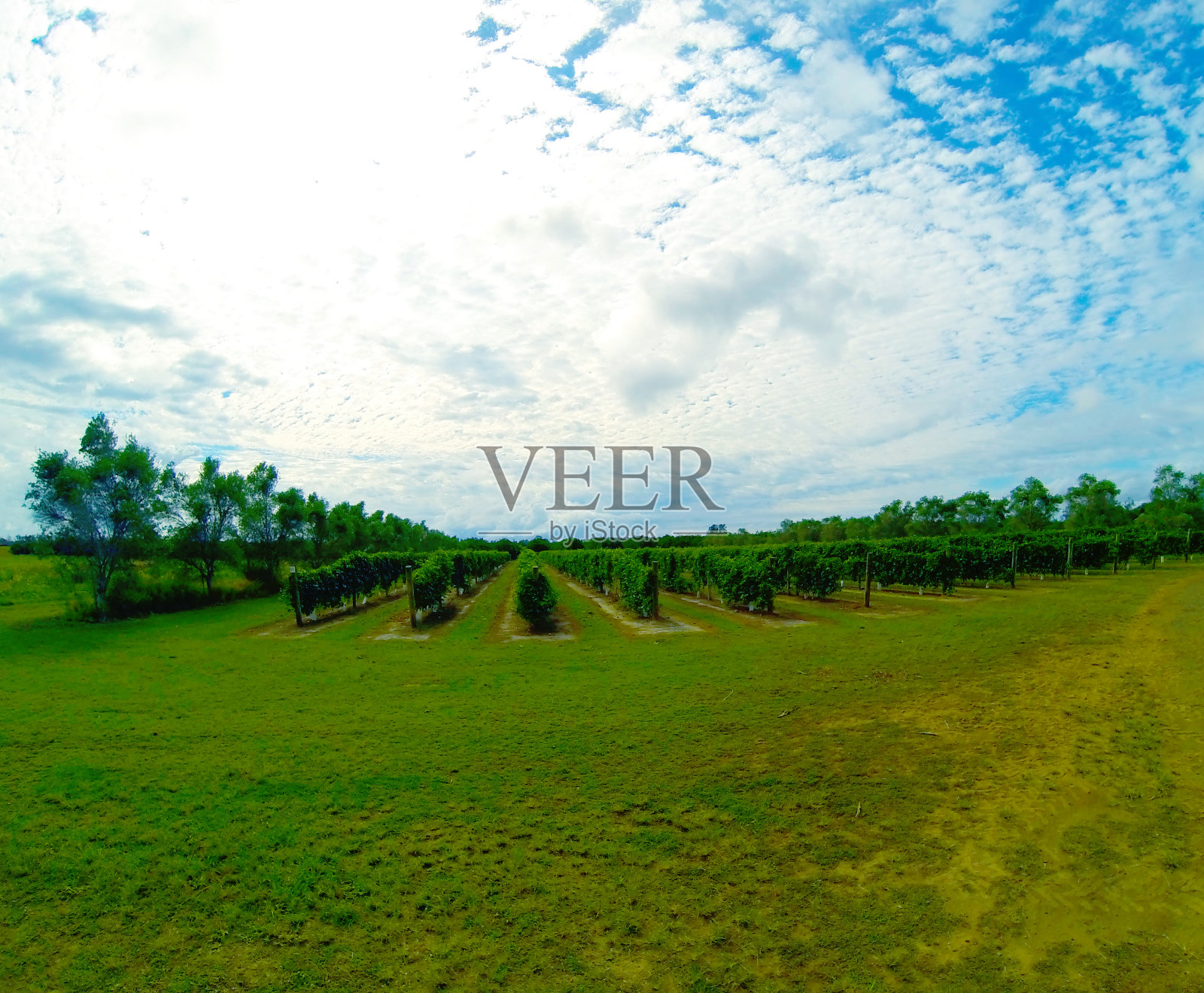 葡萄园旁边的砾石小路照片摄影图片