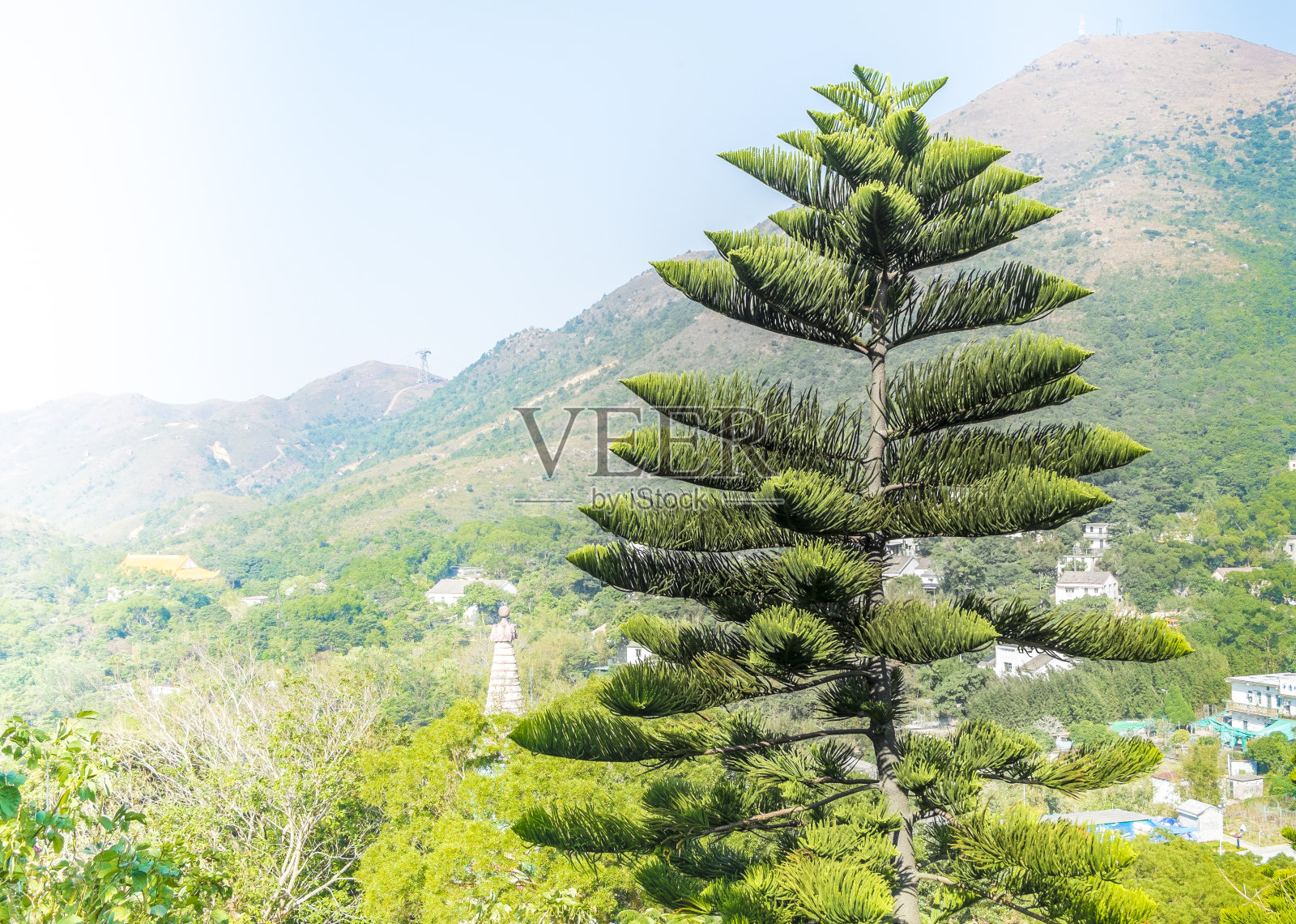 松树照片摄影图片