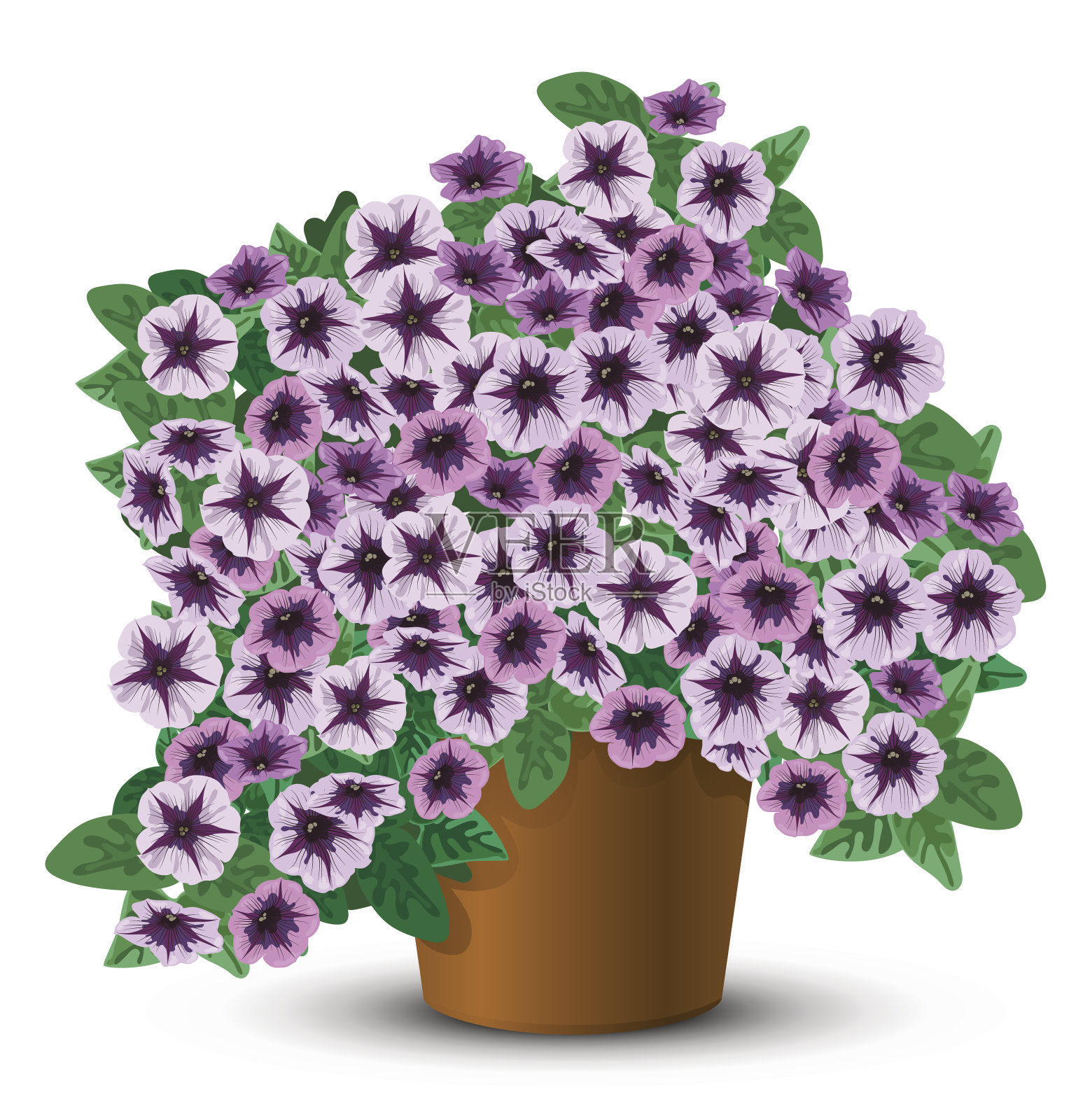 在花盆里种牵牛花插画图片素材